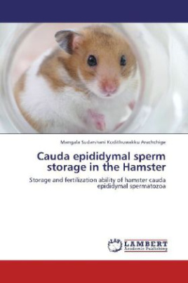 Cauda epididymal sperm storage in the Hamster