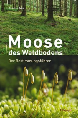 Moose des Waldbodens